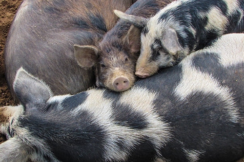 梦见大黑母猪带着一群小猪是什么意思？