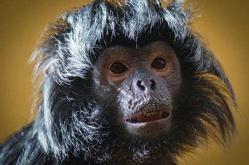 梦见猴子刮肚皮毛是什么意思？