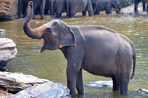 梦见大象在水里是什么意思？