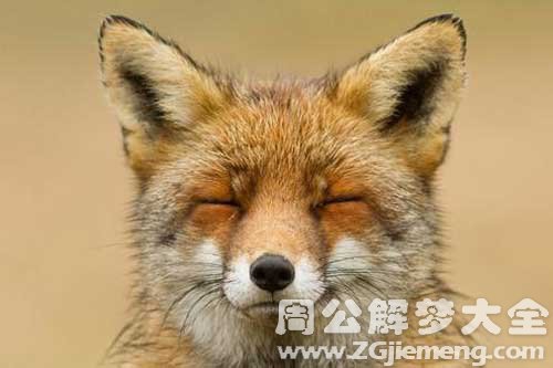 梦见黄色狐狸是什么意思？