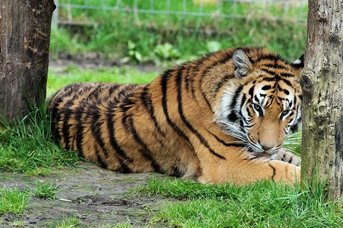 梦见老虎被绑起来是什么意思？