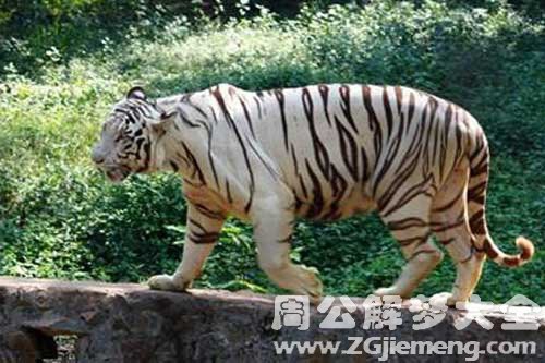 梦见温顺的老虎是什么意思？