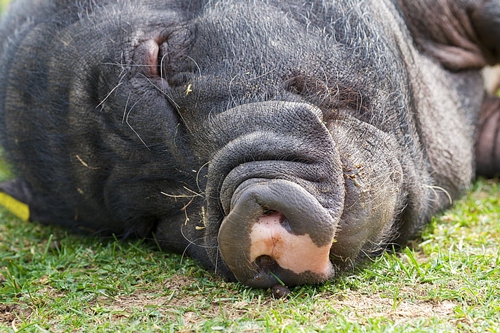 梦见母猪带一窝小猪跑是什么意思？