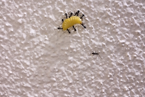 梦见无数只蚂蚁和大蛆是什么意思？