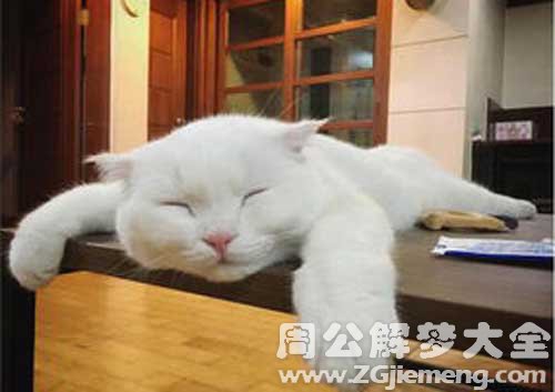 梦见白猫睡着了是什么意思？