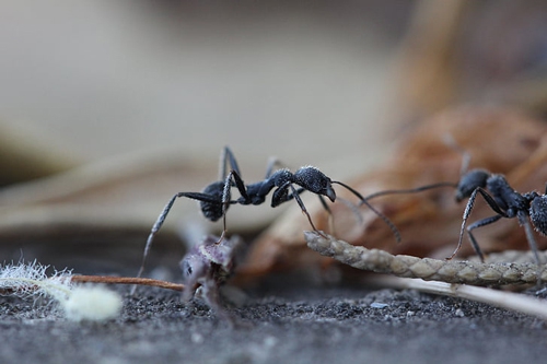 梦见一个蚂蚁爬到身上是什么意思？