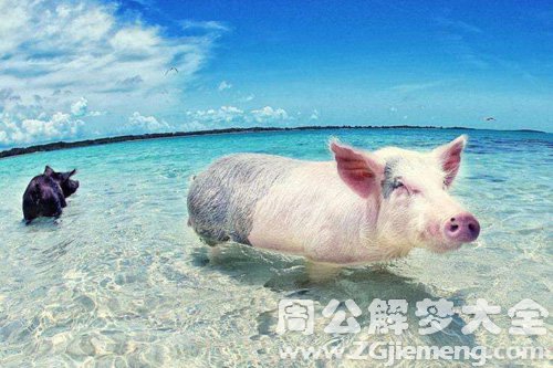 梦见小乳猪在水里玩是什么意思？