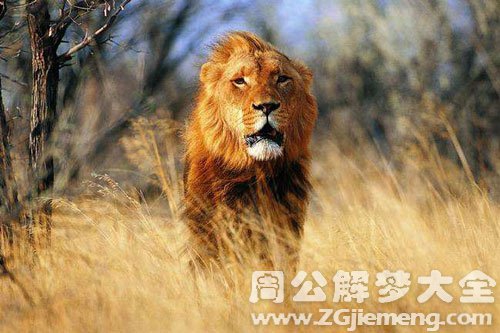 梦见一只狮子是什么意思？
