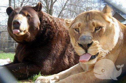 梦见狗熊和狮子是什么意思？