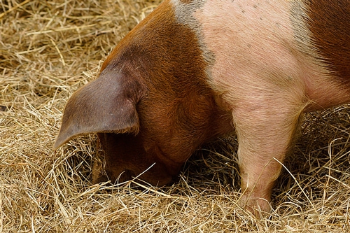梦见黑母猪生了肥胖猪是什么意思？