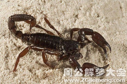 梦见蝎子和蜈蚣是什么意思？