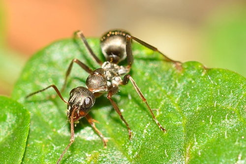 梦见蚂蚁掉在自己头上是什么意思？