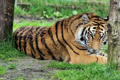 梦见家里养老虎是什么意思？