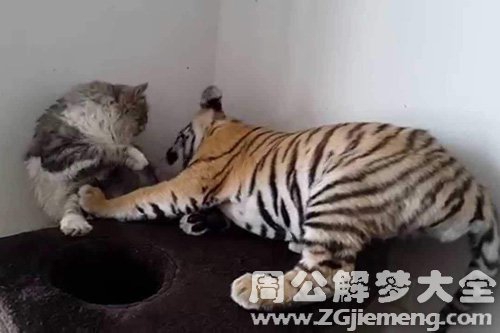 梦见老虎要吃猫是什么意思？