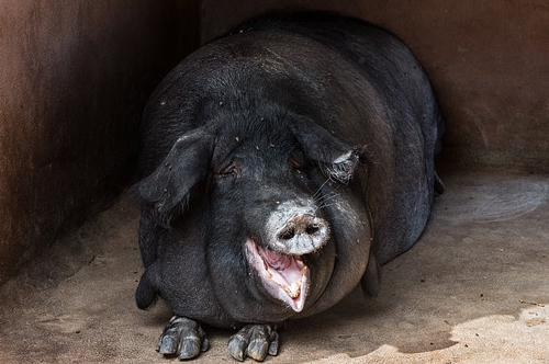 梦见别人家的黑母猪是什么意思？