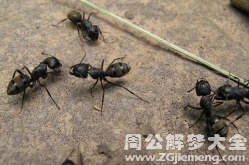 梦见身上很多蚂蚁是什么意思？