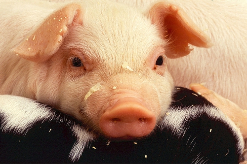 梦见收了很多母猪是什么意思？