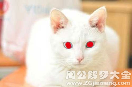 梦见白猫眼睛是红色的是什么意思？
