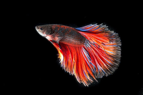 梦见好多红色的鱼是什么意思？