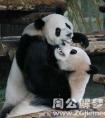 梦见和熊猫打架