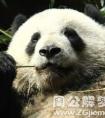 梦见养大熊猫