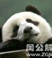 梦见大熊猫晒太阳