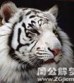 做梦梦见白色的老虎