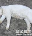 梦见白猫被车压死了