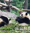 梦见旅游看大熊猫