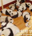 梦见很多熊猫