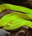 梦见绿色蟒蛇