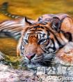 梦见老虎在水里游泳