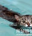 梦见野猫游泳