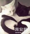 梦见黑猫白猫