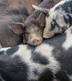 梦见大黑母猪带着一群小猪