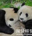 梦见大熊猫抱着我睡觉