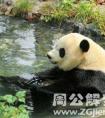 梦见大熊猫游泳