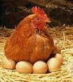 梦见鸡生了两个蛋