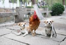 属狗和属鸡相克怎么化解狗和鸡相害怎么办