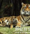 梦见老虎和小老虎