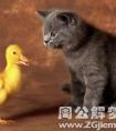 梦见野猫和鸭子打架