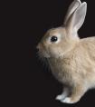 梦见一只白兔浑身是蚂蚁