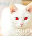 梦见白猫眼睛是红色的