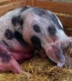 梦见母猪带一群小猪猪