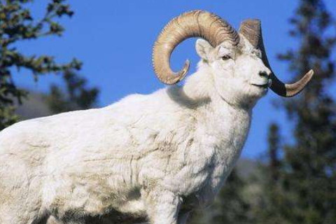 91年属羊2020年害太岁佩戴啥 91年生肖羊在2020年犯太岁的化解