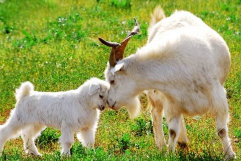 出生月份看一等命的属相羊 属羊的几月出生最好命