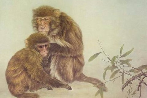 生肖猴O型血 O型血属猴人的性格分析