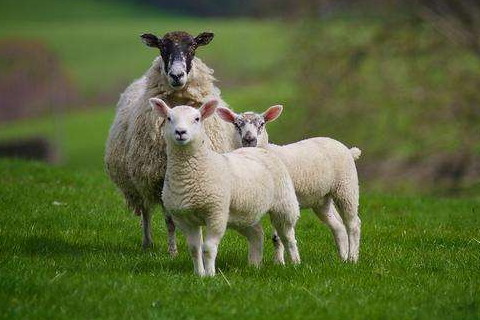 2021年属羊运势如何 2021年属羊人会有哪些劫数