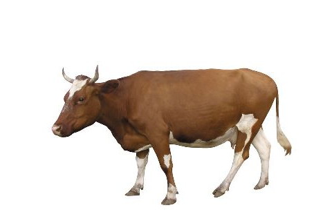属相牛的性格特点 生肖牛的什么方面最重要