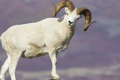 属羊女农历几月出生最好 最享福的羊女是几月